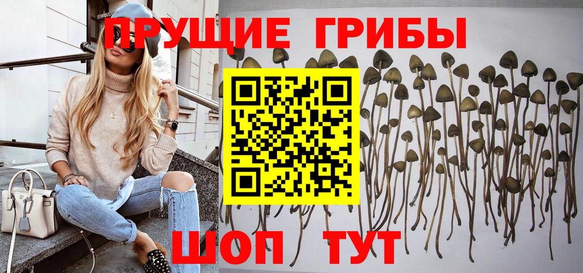 Красный Сулин  Галлюциногенные грибы Cubensis  Вход с VPN  Псилоцибиновые грибы прущие грибы 